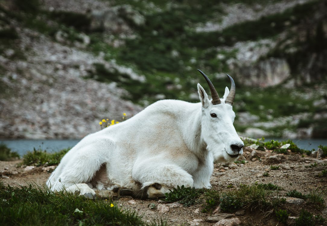 Sheep Or Goat How To Tell The Difference Zenseekers